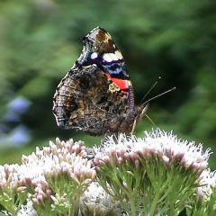 Red Admiral Red Admiral • <a style="font-size:0.8em;" href="http://www.flickr.com/photos/27734467@N04/25668365963/" target="_blank">View on Flickr</a>