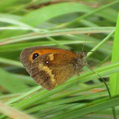 Gatekeeper Gatekeeper • <a style="font-size:0.8em;" href="http://www.flickr.com/photos/27734467@N04/25668367123/" target="_blank">View on Flickr</a>