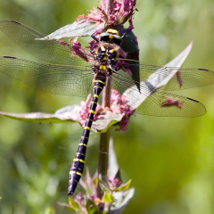 Golden-ringed-dragonfly Golden-ringed-dragonfly • <a style="font-size:0.8em;" href="http://www.flickr.com/photos/27734467@N04/26246244476/" target="_blank">View on Flickr</a>