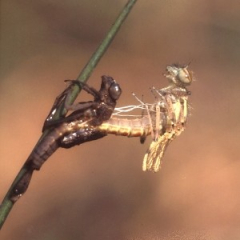 Dragonfly large red Dragonfly large red • <a style="font-size:0.8em;" href="http://www.flickr.com/photos/27734467@N04/25999323420/" target="_blank">View on Flickr</a>