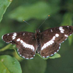 White Admiral White Admiral • <a style="font-size:0.8em;" href="http://www.flickr.com/photos/27734467@N04/26271091845/" target="_blank">View on Flickr</a>