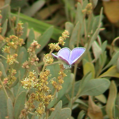 Common Blue Male Common Blue Male • <a style="font-size:0.8em;" href="http://www.flickr.com/photos/27734467@N04/25668367423/" target="_blank">View on Flickr</a>