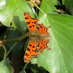 Comma Comma • <a style="font-size:0.8em;" href="http://www.flickr.com/photos/27734467@N04/26271093385/" target="_blank">View on Flickr</a>