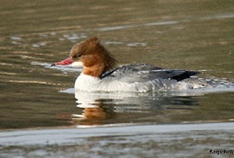 A goosander