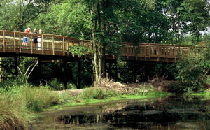 The aerial walkway