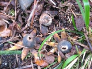 Barometer earthstar