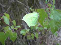 Brimstone butterfly