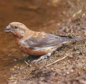 A crossbill