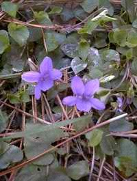 Dog violet wild flower