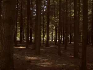 Conifer Plantation at Stover