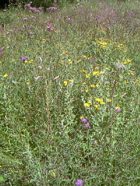 Grassland at Stover