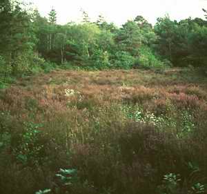 Heathland at Stover