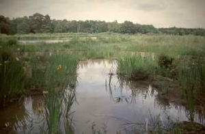 Marsh at Stover