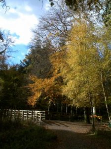 Mixed woodland at Stover