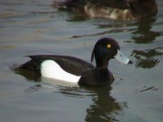 A male tufted duck