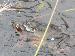 Frogs spawning