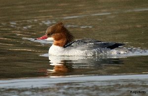 Goosander