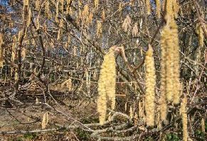 Hazel catkins