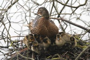 Duck on nest with ducklings