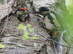 Greater spotted woodpecker adult and young