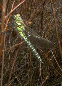 Hairy dragonfly