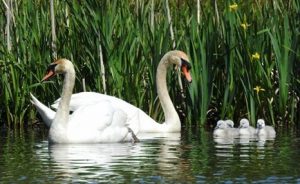 Swans with * cygnets