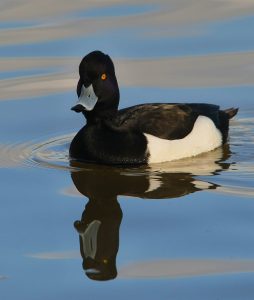 Male Tufted duck