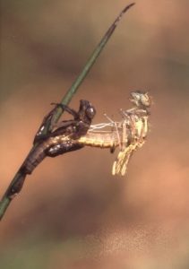 Large red damselfly emerging from the nymph stage