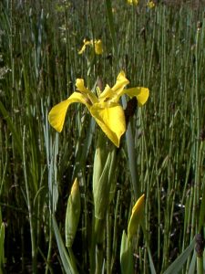 A yellow flag iris within the marsh