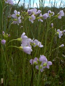 Ladies smock plant