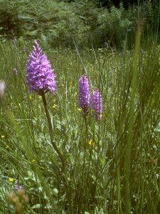 Common spotted orchid flower