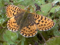 Pearl bordered fritillary resting with wings open