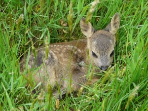 Roe Deer Fawn nestled in the grass