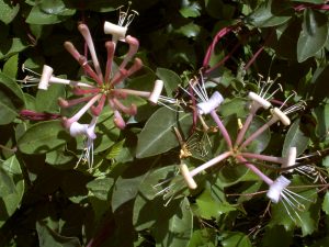 Honeysuckle Flower in Bloom