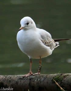 Black headed Gull