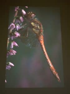 Common Darter Dragonfly