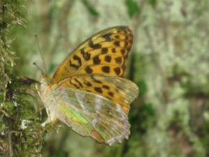 Silver washed Fritillary