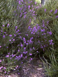 Bell Heather in bloom