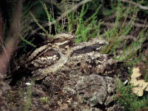 Nightjar with chicks camouflaged into the ground layer