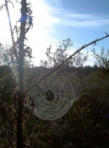 Spider's web in the morning sunshine