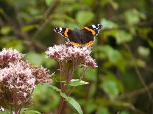 Red Amiral butterfly sitting on hemp agrimony