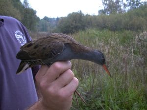 Water Rail