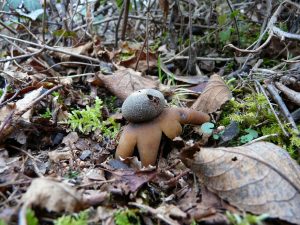 Earthstar Fungus sitting in leaf litter