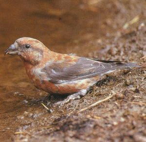 Crossbill