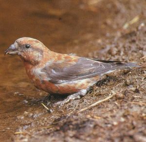 Crossbill