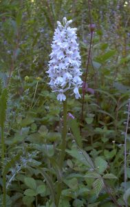 Common spotted orchid 