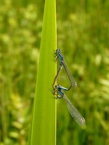 Damselfly