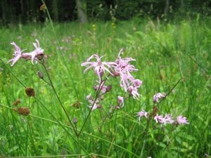 Ragged robin