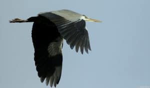 A grey heron in flight