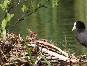 Coot with chicks on a nest